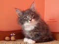 Dumny Kot*PL, Norwegian Forest Cat and Russian Blue cattery