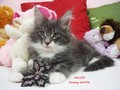 Dumny Kot*PL, Norwegian Forest Cat and Russian Blue cattery