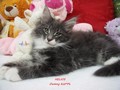 Dumny Kot*PL, Norwegian Forest Cat and Russian Blue cattery