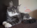 Dumny Kot*PL, Norwegian Forest Cat and Russian Blue cattery