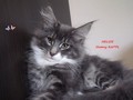 Dumny Kot*PL, Norwegian Forest Cat and Russian Blue cattery