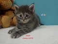 Dumny Kot*PL, Norwegian Forest Cat and Russian Blue cattery