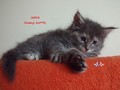 Dumny Kot*PL, Norwegian Forest Cat and Russian Blue cattery