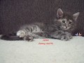 Dumny Kot*PL, Norwegian Forest Cat and Russian Blue cattery