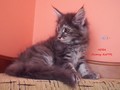 Dumny Kot*PL, Norwegian Forest Cat and Russian Blue cattery