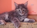 Dumny Kot*PL, Norwegian Forest Cat and Russian Blue cattery