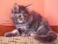 Dumny Kot*PL, Norwegian Forest Cat and Russian Blue cattery