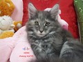 Dumny Kot*PL, Norwegian Forest Cat and Russian Blue cattery