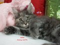 Dumny Kot*PL, Norwegian Forest Cat and Russian Blue cattery