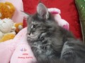 Dumny Kot*PL, Norwegian Forest Cat and Russian Blue cattery