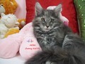 Dumny Kot*PL, Norwegian Forest Cat and Russian Blue cattery