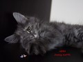 Dumny Kot*PL, Norwegian Forest Cat and Russian Blue cattery