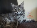 Dumny Kot*PL, Norwegian Forest Cat and Russian Blue cattery