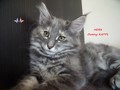 Dumny Kot*PL, Norwegian Forest Cat and Russian Blue cattery