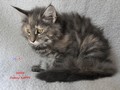 Dumny Kot*PL, Norwegian Forest Cat and Russian Blue cattery