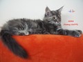 Dumny Kot*PL, Norwegian Forest Cat and Russian Blue cattery