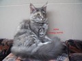 Dumny Kot*PL, Norwegian Forest Cat and Russian Blue cattery