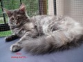 Dumny Kot*PL, Norwegian Forest Cat and Russian Blue cattery