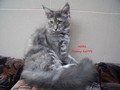 Dumny Kot*PL, Norwegian Forest Cat and Russian Blue cattery