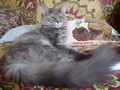 Dumny Kot*PL, Norwegian Forest Cat and Russian Blue cattery