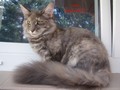 Dumny Kot*PL, Norwegian Forest Cat and Russian Blue cattery