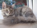 Dumny Kot*PL, Norwegian Forest Cat and Russian Blue cattery