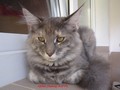 Dumny Kot*PL, Norwegian Forest Cat and Russian Blue cattery