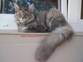 Dumny Kot*PL, Norwegian Forest Cat and Russian Blue cattery