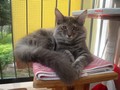 Dumny Kot*PL, Norwegian Forest Cat and Russian Blue cattery