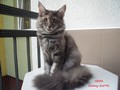 Dumny Kot*PL, Norwegian Forest Cat and Russian Blue cattery