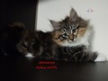 Dumny Kot*PL, Norwegian Forest Cat and Russian Blue cattery