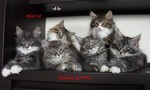 Dumny Kot*PL, Norwegian Forest Cat and Russian Blue cattery