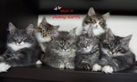 Dumny Kot*PL, Norwegian Forest Cat and Russian Blue cattery