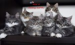 Dumny Kot*PL, Norwegian Forest Cat and Russian Blue cattery