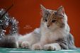 Dumny Kot*PL, Norwegian Forest Cat and Russian Blue cattery