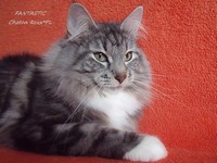 Dumny Kot*PL, Norwegian Forest Cat and Russian Blue cattery