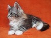 Dumny Kot*PL, Norwegian Forest Cat and Russian Blue cattery