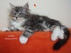 Dumny Kot*PL, Norwegian Forest Cat and Russian Blue cattery