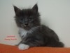 Dumny Kot*PL, Norwegian Forest Cat and Russian Blue cattery