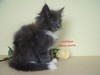 Dumny Kot*PL, Norwegian Forest Cat and Russian Blue cattery