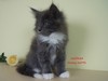 Dumny Kot*PL, Norwegian Forest Cat and Russian Blue cattery