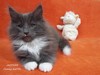 Dumny Kot*PL, Norwegian Forest Cat and Russian Blue cattery