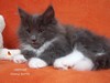 Dumny Kot*PL, Norwegian Forest Cat and Russian Blue cattery