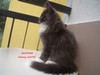 Dumny Kot*PL, Norwegian Forest Cat and Russian Blue cattery