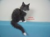 Dumny Kot*PL, Norwegian Forest Cat and Russian Blue cattery