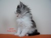 Dumny Kot*PL, Norwegian Forest Cat and Russian Blue cattery