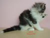 Dumny Kot*PL, Norwegian Forest Cat and Russian Blue cattery