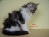 Dumny Kot*PL, Norwegian Forest Cat and Russian Blue cattery