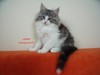 Dumny Kot*PL, Norwegian Forest Cat and Russian Blue cattery