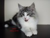 Dumny Kot*PL, Norwegian Forest Cat and Russian Blue cattery